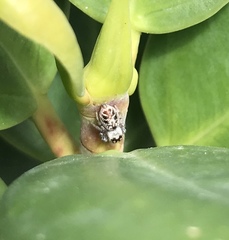 Salticidae