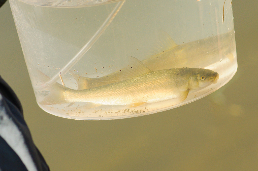 Clanwilliam sandfish (Labeo seeberi) — Cyprinidae