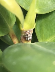 Salticidae