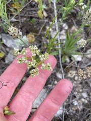 Valerianella amarella
