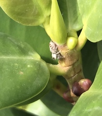 Salticidae