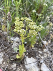 Valerianella amarella