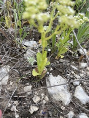 Valerianella amarella