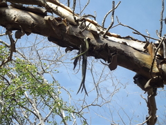 Trichocentrum cebolleta