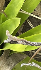 Anolis sagrei