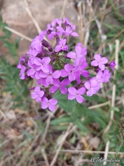 Hesperis matronalis
