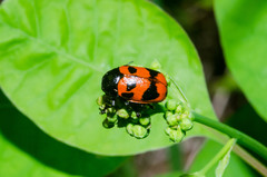 Cryptocephalus loreyi