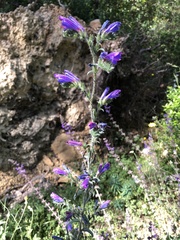 Echium tuberculatum