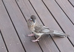 Anthochaera carunculata