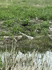 Plegadis falcinellus