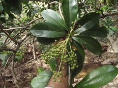 Ardisia revoluta