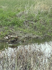 Plegadis falcinellus