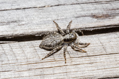 Menemerus taeniatus