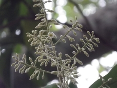 Ardisia revoluta