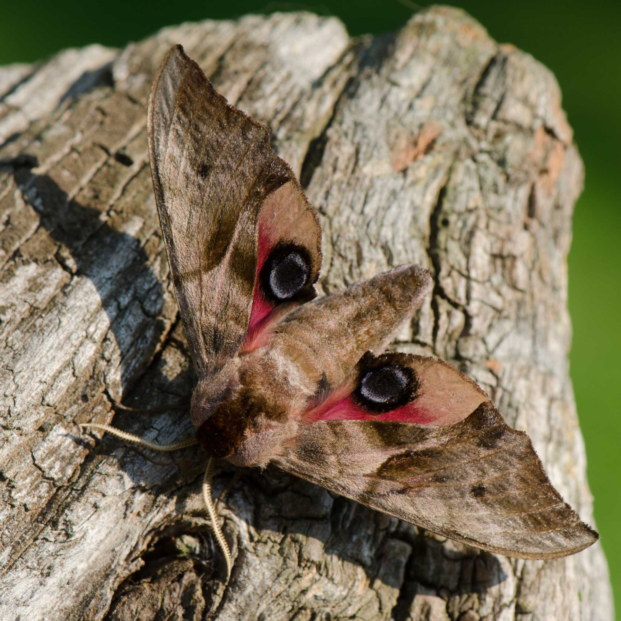 Eyed Hawk-moth