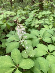 Tiarella nautila