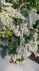 Pieris japonica