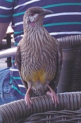 Anthochaera carunculata