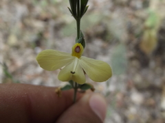 Henrya insularis