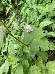 Tiarella nautila
