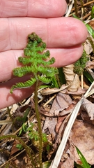 Phegopteris connectilis