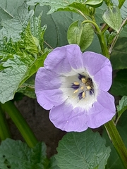 Nicandra