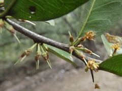 Sideroxylon occidentale
