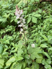 Tiarella nautila