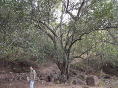 Sideroxylon occidentale