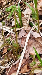 Phegopteris connectilis