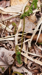 Phegopteris connectilis