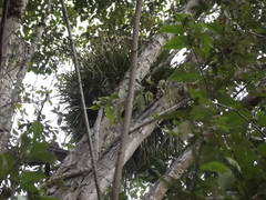 Encyclia