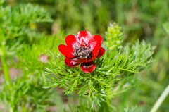 Adonis annua