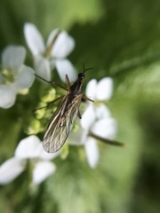 Empis trigramma