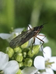 Empis trigramma