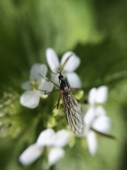 Empis trigramma