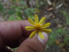 Adenophyllum anomalum