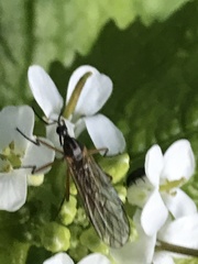 Empis trigramma