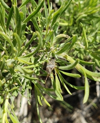 Holcostethus abbreviatus