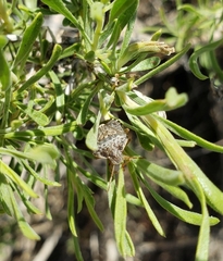 Holcostethus abbreviatus