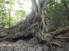 Ficus crocata