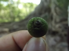 Ficus crocata