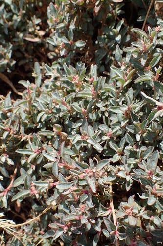 Atriplex semibaccata