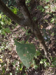 Centrosema sagittatum