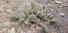 Opuntia fragilis