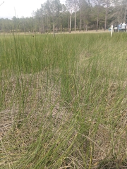 Juncus roemerianus