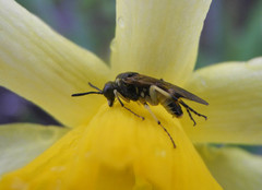 Tenthredo talyshensis