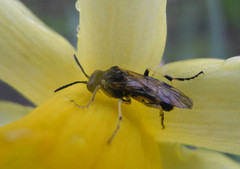 Tenthredo talyshensis
