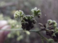Salpianthus purpurascens