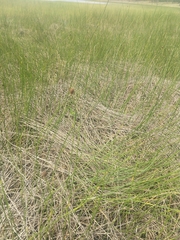 Juncus roemerianus